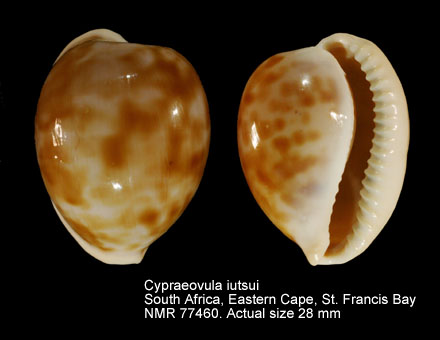 Cypraeovula iutsui (2).jpg - Cypraeovula iutsuiShikama,1974